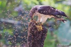 Bird Doesn T Care About Being Eaten Honey Buzzard Don T Care World Birds Bird Photo Pernis