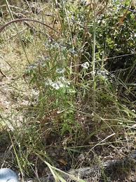 Image result for Haumaniastrum