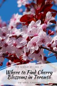 We did not find results for: Where To Find Cherry Blossoms In Toronto The World As I See It Japanese Cherry Tree Flowering Trees Almond Blossom