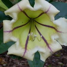 Image result for Solandra maxima