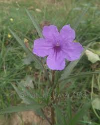 Ruellia Simplex The Mexican Petunia Mexican Bluebell Or Britton S Wild Petunia Petunias Invasive Plants Planting Flowers