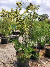 Image result for Pithecellobium