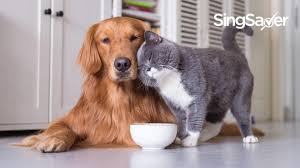 £9.95£9.95 (£0.04/count) & free delivery on your first eligible order to uk or ireland. Best Online Pet Shops In Singapore With Free Delivery 2020