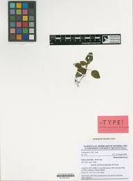 Image result for Melastomastrum segregatum