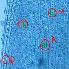 Последние твиты от pmat inc (@pmat_inc). Mr Olinyk On Twitter Finding Pmat In Science 9 Students Looking At Cell Mitosis In An Onion Root Tip Here S What I Saw Olinykscience9 Http T Co Odom2ezuxq
