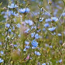 Chicory Seeds Flower Seeds In Packets Bulk Eden Brothers California Wildflowers Spring Wildflowers Pansies Flowers