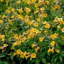 Image result for Crotalaria capensis
