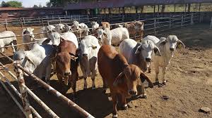The brahman has a high tolerance of heat, sunlight and humidity, and good. Brahman Meat Quality The Brahman Cattle Breeders Society Of South Africa