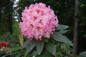 R One Thousand Butterflies Rhododendron Garden Inspiration Flowers