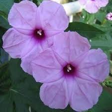 Image result for Ipomoea mauritiana