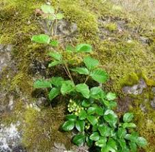We did not find results for: 12 Warning Ideas Poison Oak Poisonous Plants Poison Ivy