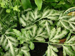 Image result for Pteris auquieri