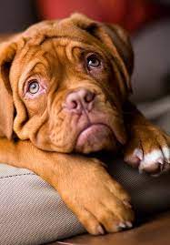 Photo Dogue De Bordeaux Photographer Imkasm Www Photodom Com Best Dogs For Kids Dogs And Kids Puppies