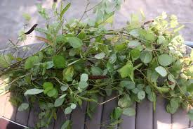 Image result for Chamaecrista absus