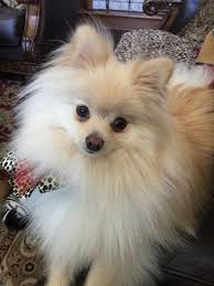 Bowser Cute Tiny Dogs Tiny Dogs Cute Puppies