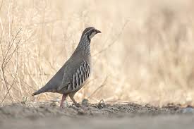 Image result for Alectoris rufa