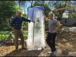Frost protection for fruit trees. How To Frost Protect Your Tropical Fruit Trees Fruit Trees Mango Plant Avocado Plant