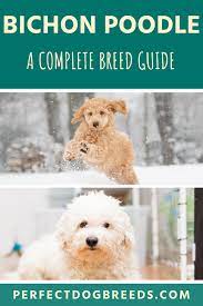 Bichon Poodle Breed Doodle Dog Breeds Poodle Mix Breeds Poochon Puppies