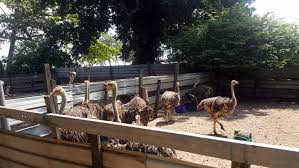 Struthio is a genus of birds in the order struthioniformes, whose members are the ostriches. Desaru Ostrich Farm Discover Chickaboo In Johor Bahru Jb