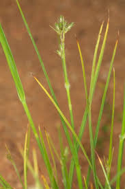 Image result for Fuirena pubescens