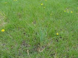 What Is Onion Grass And How To Control It Turfgator