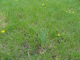 Pampas grass can be grown from seed. What Is Onion Grass And How To Control It Turfgator