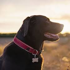 What is the best flea collar for puppies? Light Up Dog Collars 11 Rechargeable Light Up Dog Collars