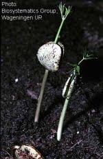 Image result for Intsia