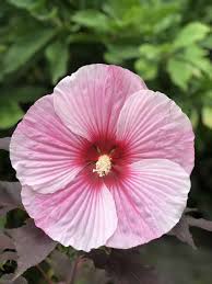 Image result for Hibiscus platycalyx
