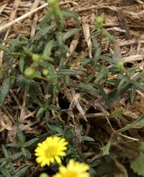 Image result for Pentanema indicum