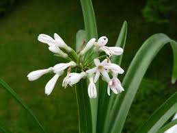 Image result for Cienfuegosia digitata