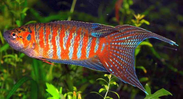 Mga resulta ng larawan para sa Paradise Fish (Macropodus opercularis)"
