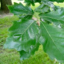 Image result for white oak leaf