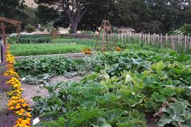 Flowers for vegetable garden nz. Your Garden June 21 Otago Daily Times Online News