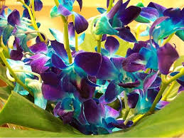 Check spelling or type a new query. Purple And Turquoise Flowers By Synchroswimmr Turquoise Wedding Flowers Colorful Wedding Flowers Wedding Color Schemes Purple