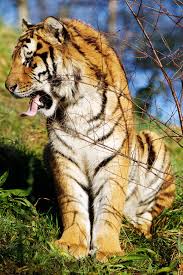 Dublin Zoo Is Ireland S Most Popular Visitor Attraction And Welcomed Almost One Million Visitors Last Year Dublin Zoo Amur Tiger Large Cats