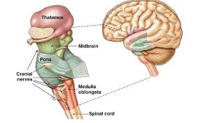 This Image Presents The Structures Of The Brainstem And The Midbrain The Medulla Oblongata Looks Like An Extension Of Brain Stem Cranial Nerves Brain Anatomy