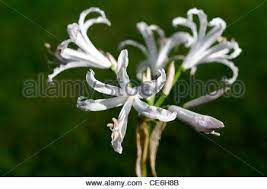 Nerine Ella K Guernsey Lily Bowden Cornish Lily Nikita Nerines Bloom Blossom Lily White Flowers