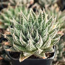 Image result for Pearsonia aristata