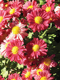 This one will hear \\hardy mums\\ (or \\garden mums\\), the focus of this article, versus the less hardy \\florist mums.\\ Yard And Garden Garden Mums News