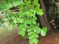 Image result for Albizia petersiana