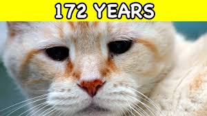 Adding to the mix, male cats are almost always (on average) bigger than their female counterparts. The Oldest Cats In The World Youtube