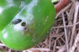 Maybe you would like to learn more about one of these? What S Wrong With My Peppers Hgtv