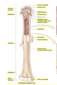 Long bone diagram unlabled manual e books. A P Chap 7 Bone Structure And Function Hmwk Flashcards Quizlet