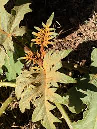Image result for Solanum chrysotrichum