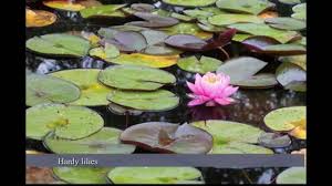 Maybe you would like to learn more about one of these? Hardy Water Lilies The Pond Clinic Water Garden Centre