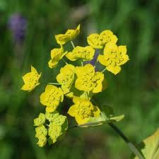 Image result for Bupleurum