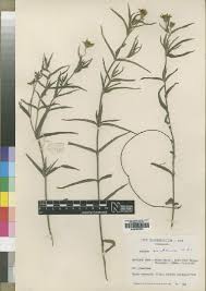 Image result for Aspilia mendoncae