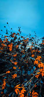 Iphone Wallpapers Hd Wallpaper Iphone 11 Pro Autumn Leaves Wallpaper Iphone Wallpaper Fall Cute Fall Wallpaper