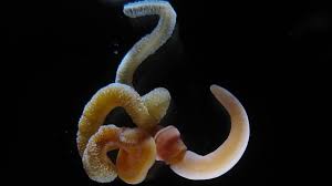 We did not find results for: Scientists Map Acorn Worm Dna And Learn A Lot About Humans In The Process Huffpost